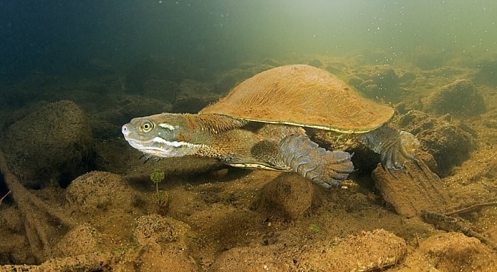 Tonis Pet Station Kreffts River Turtle