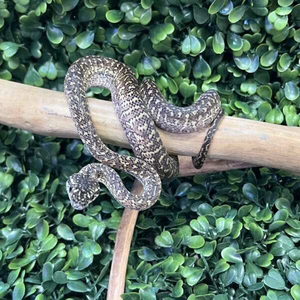Zebra Jaguar Python