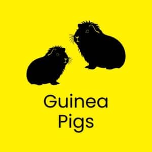 Tonis Pet Station Guinea pigs for sale in store