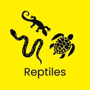 Tonis Pet Station reptiles for sale in store
