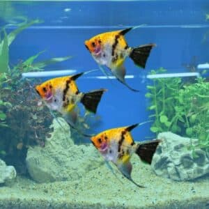 angelfish in a school of three