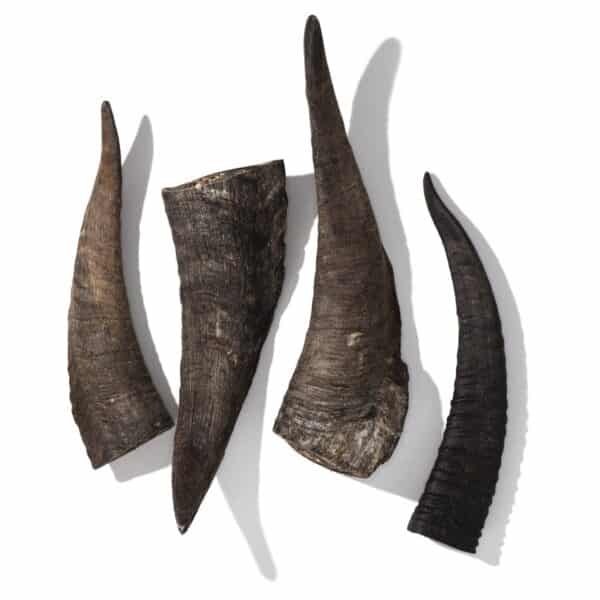 a selection of different sized goat horn