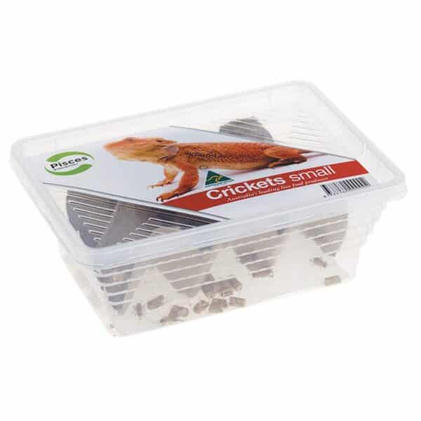 small crickets for reptiles