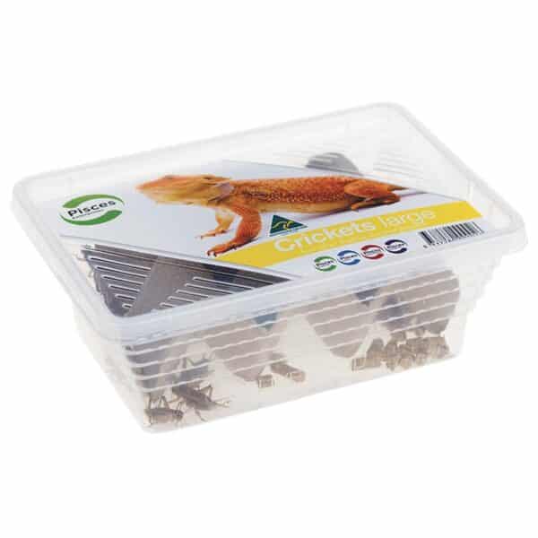 large crickets for lizards and other reptiles. live food