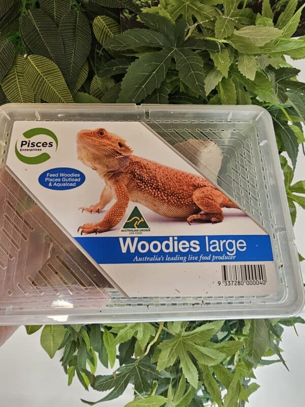 large woodies for insectivores