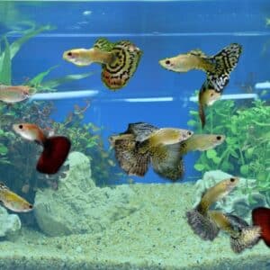 Male Guppy Tonis Pet Station