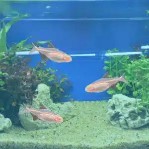 albino glowlight tetra fish assorted. albino fish