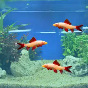 albino rainbow sharks in a tank, swimming around