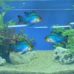 blue rams in assorted sizes and colours