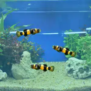 bumblebee goby freshwater fish
