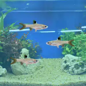 emerald eye rasbora in assorted sizes