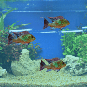 Geophagus Sveni swimming around in a tank