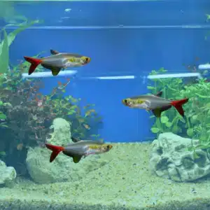 glass bloodfin tetra fish swimming in a tank