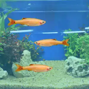 white cloud minnow, white cloud mountain minnow