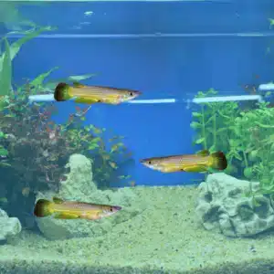 gold panchax tonis pet station, assorted fish available