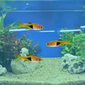 harlequin rasbora assorted fish sizes