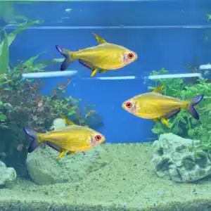 lemon tetra schooling fish with translucent yellow bodies