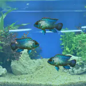 neon blue acra fish for sale