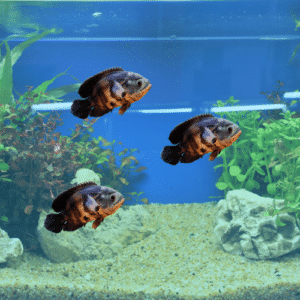 Oscars Tonis Pet Station