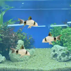 panda corys, striped catfish tonis pet station