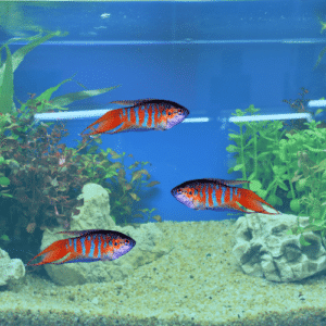 Paradise Fish - Tonis Pet Station