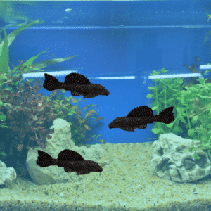 peppermint bristlenose fish tonis pet station ningi