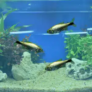 Rodwayi Tetra schooling freshwater fish in a tank