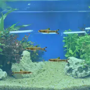 scissortail rasbora, assorted sizes and colours