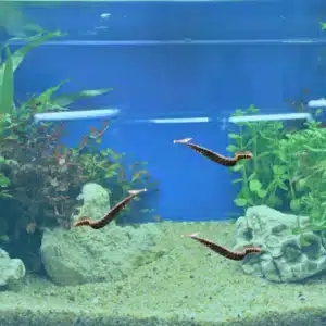 spiny eel in a fish tank swimming around