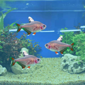 White fin ornate tetra freshwater fish