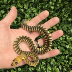 woma python