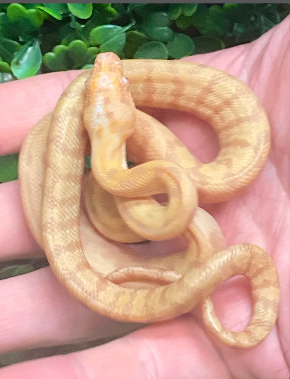 albino sunglow python
