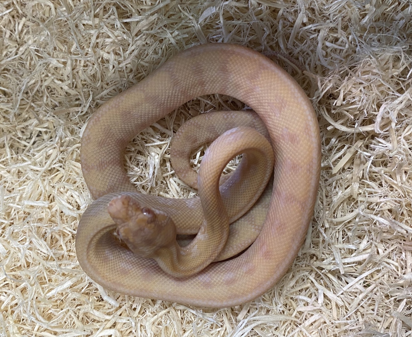 albino sunglow python caramel