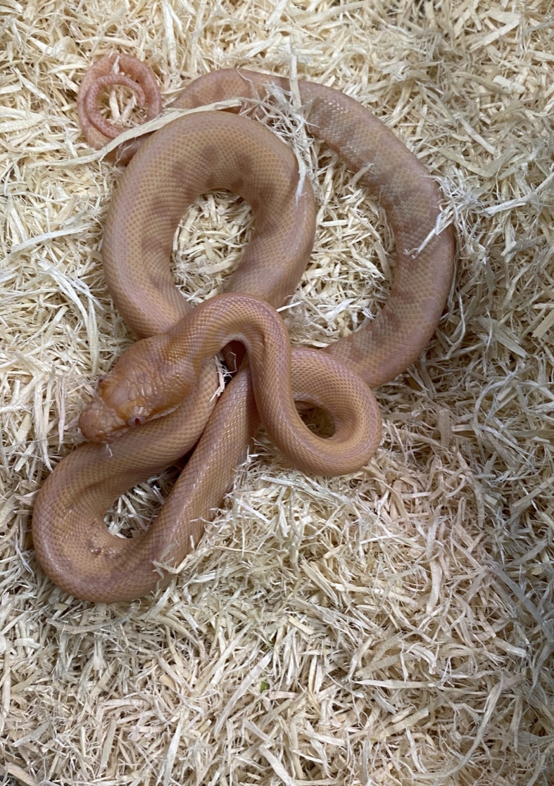 albino sunglow python on straw
