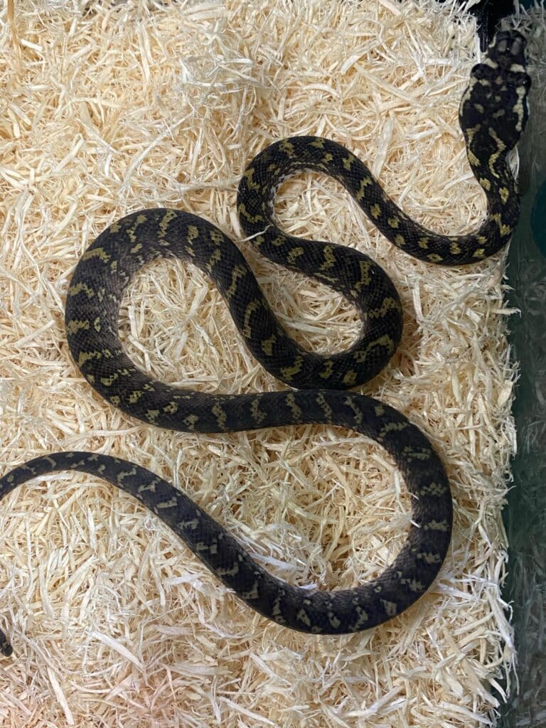 assorted carpet pythons have striking colours