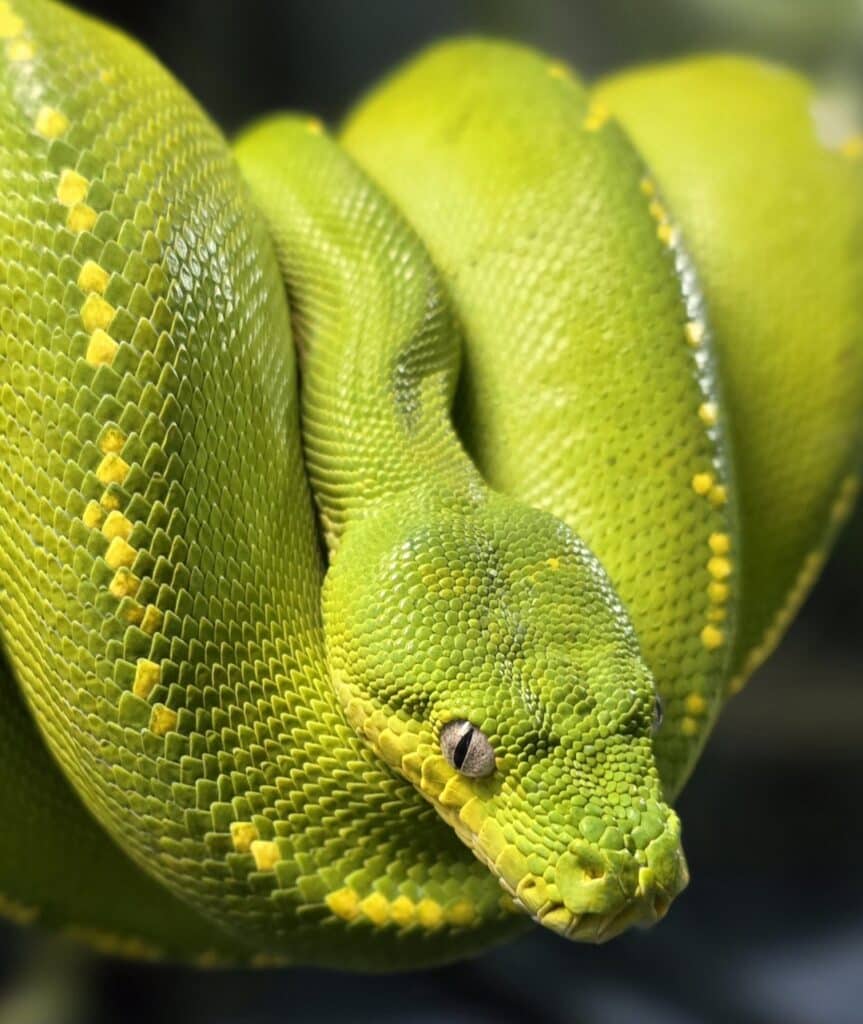 green tree python on a log