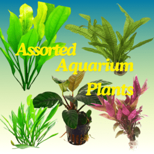 aquarium plants assorted colours and styles