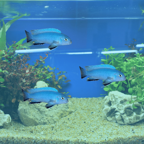 Zebra Cichlid cobalt blue