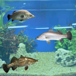 barramundi pet fish for fishkeeping bribie