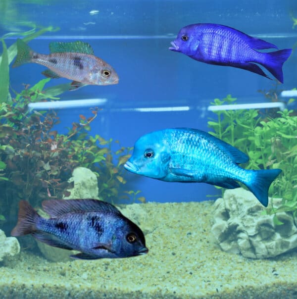 blue dolphin cichlid school bribie island