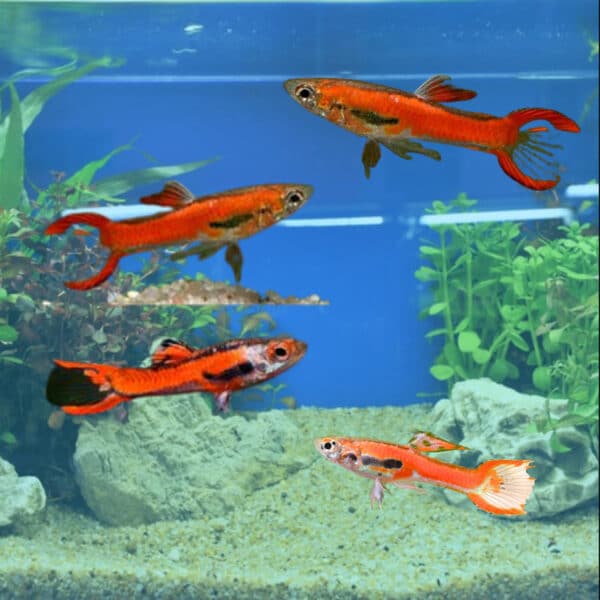 red chilli endler schooling fish donnybrook
