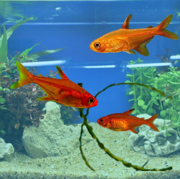 fire ember tetra assorted donnybrook