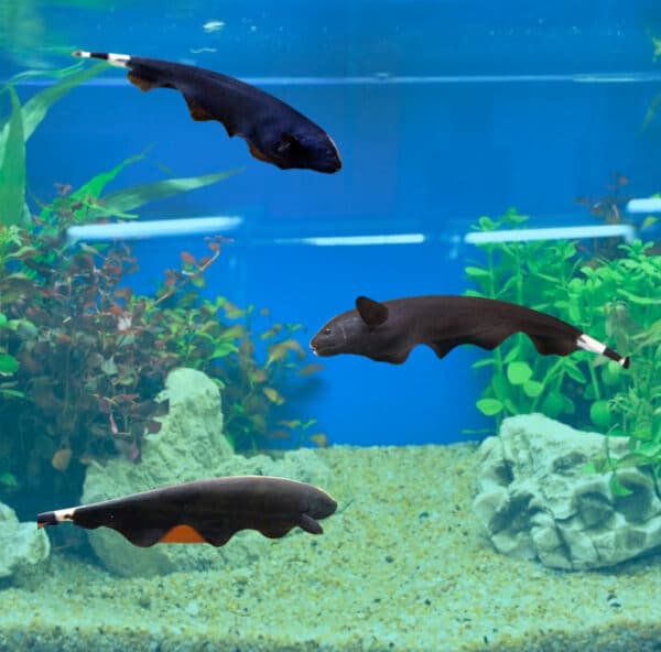black ghost knifefish school of 3