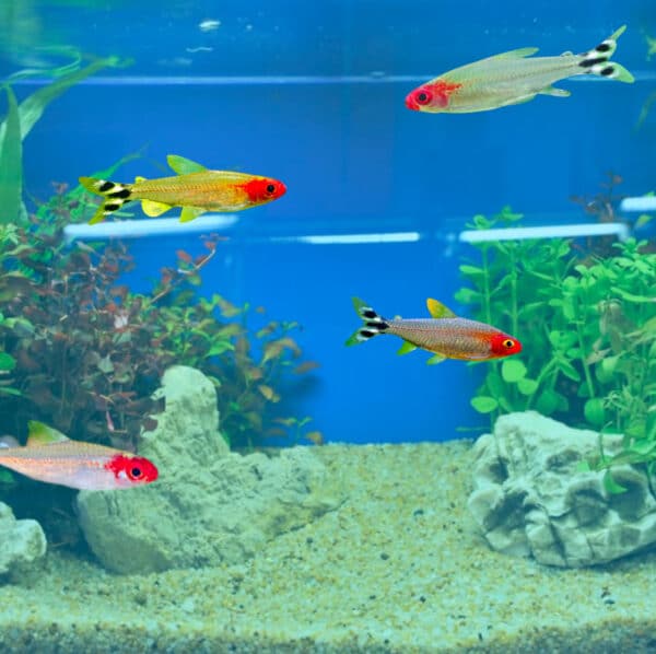 rummy nose tetra