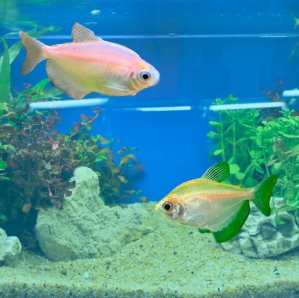 coloured widow tetra in assorted colours
