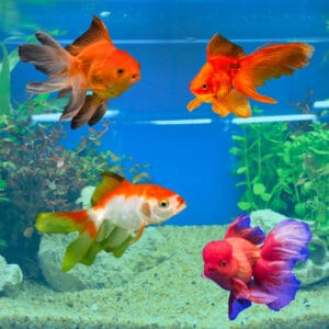fancy goldfish varieties