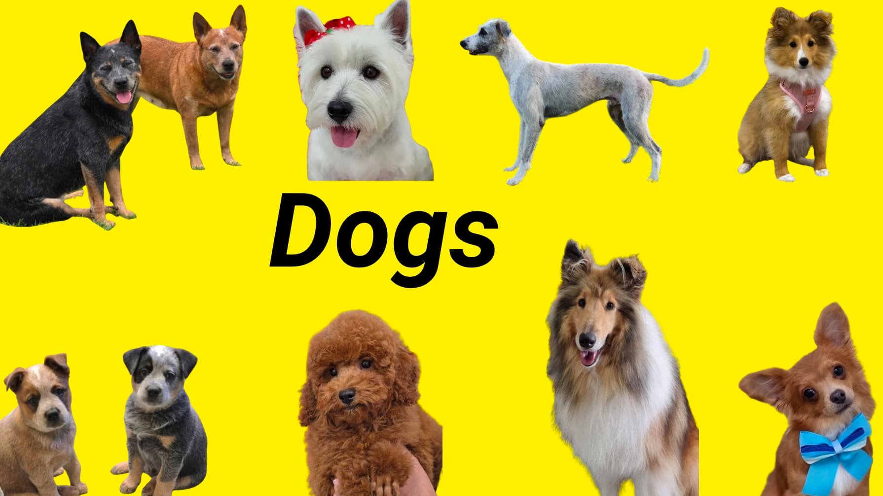 dogs of a ll shapes and sizes. here are a few of our favourites