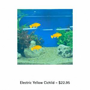 electric yellow cichlid available at tonis pet station