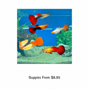 guppies available from tonis pet station