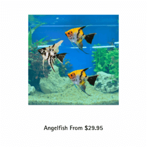 angelfish available from Toni’s pet station
